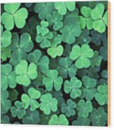Clover Field Background Wood Print
