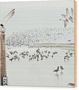 Coastal Habitat With Shorebirds Wood Print