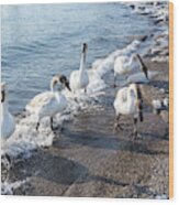 Cold Swan Splash - Wild Trumpeters Family Walk On A Snowy Beach Wood Print