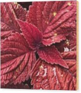 Coleus With Red Leaves Wood Print