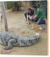 Collecting Eggs From A Nile Crocodile Wood Print