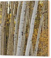 Colorado Aspens Wood Print