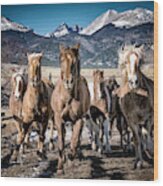 Colorado Horses Wood Print