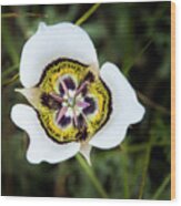 Colorado Mariposa Lily Wood Print