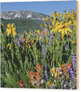 Colorado Rainbow Of Wildflowers Landscape Wood Print