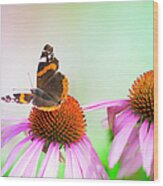 Colorful Red Admiral Butterfly Wood Print