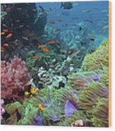 Colourful Coral Reef Wood Print