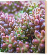 Colourful Garden Alpine Succulent Plants Wood Print