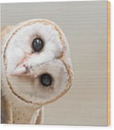 Common Barn Owl  Tyto Albahead  Head Wood Print