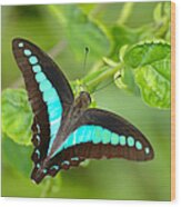 Common Bluebottle Graphium Sarpedon Of Wood Print