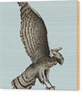 Sparrowhawk Wood Print