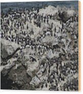 Common Murre And Pelagic Cormorants Wood Print