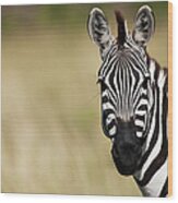 Common Or Plains Zebra Portrait Wood Print