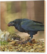 Common Raven Wood Print