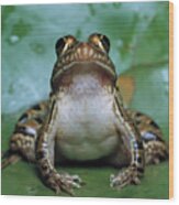 Common River Frog   South Africa Rana Wood Print