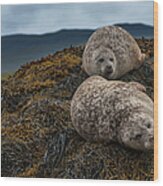 Common Seals, Loch Dunvegan, Isle Of Wood Print