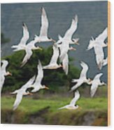 Common Tern Fly-by Wood Print
