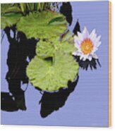 Composition With Water Lily Wood Print