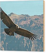 Condor In Flight Wood Print