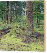 Conifer Forest Understory Close Up Yellow Green Moss Covering Gr Wood Print