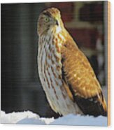 Cooper's Hawk In The Snow Wood Print