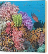 Coral Reef, Uderwater View Wood Print