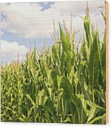 Corn Field Against Blue Cloudy Sky Wood Print