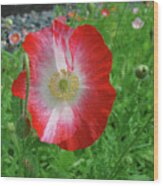 Corn Poppy 20 Wood Print