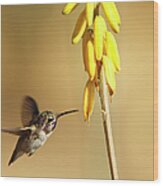 Costas Hummingbird At Yellow Desert Wood Print