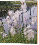 Cotton Grass Wood Print