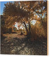Cottonwood Tree In Autumn Wood Print