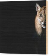 Cougar Felis Concolor, Aka Puma Or Wood Print