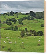 Countryside With Sheeps Wood Print