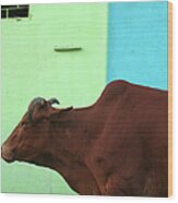 Cow In Omkareshwar Wood Print