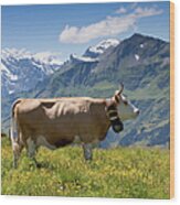 Cow In The Swiss Alps Wood Print