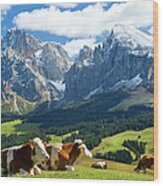 Cows In Fields, South Tyrol, Italy Wood Print