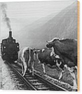 Cows In Tyrol In Austria In 1969 Wood Print
