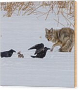 Coyote And Crow Wood Print