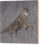Coyote, Not That Ugly! Wood Print
