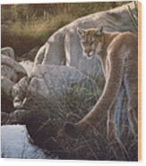 Creekside Cougar Wood Print