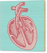 Cross Section Of A Heart Wood Print