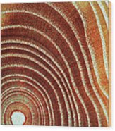 Cross Section Of Tree Trunk Showing Wood Print