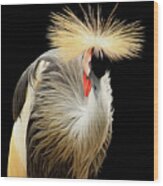 Crowned Crane Wood Print