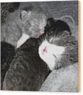 Cuddling Kittens Wood Print