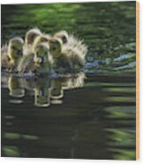 Cute Baby Canada Geese Wood Print