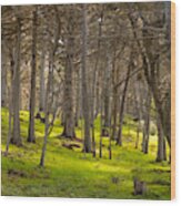 Cypress Grove Wood Print