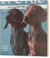 Dachshunds Sports Illustrated Cover Wood Print