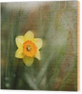 Daffodil Wood Print