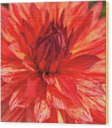 Dahlia Dazzling Magic Macro 2 Wood Print