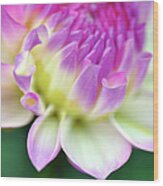 Dahlia Flower Wood Print